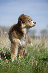 young Australian Shepherd