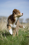 young Australian Shepherd