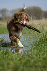 young Australian Shepherd