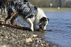 retrieving Australian Shepherd