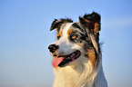 Australian Shepherd Portrait