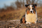 lying Australian Shepherd