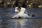 running Australian Shepherd