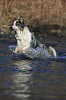 running Australian Shepherd