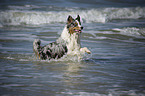 running Australian Shepherd