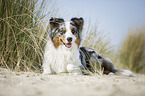 lying Australian Shepherd