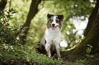 sitting Australian Shepherd