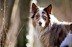 Australian Shepherd Portrait