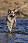 bathing Australian Shepherd