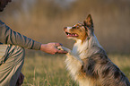 Australian Shepherd gives paw