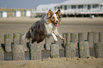 jumping Australian Shepherd