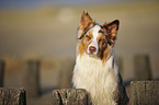 Australian Shepherd Portrait