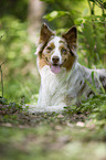 lying Australian Shepherd