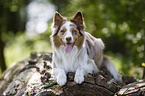 Australian Shepherd