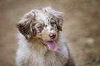 young Australian Shepherd