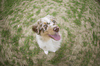 young Australian Shepherd