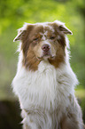 Australian Shepherd Portrait