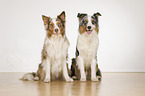 2 Australian Shepherds