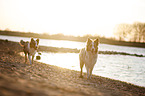 2 Australian Shepherds