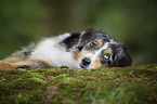 lying Australian Shepherd