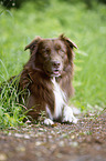 lying Australian Shepherd