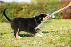 Australian Shepherd Puppy