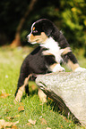 Australian Shepherd Puppy