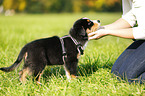 Australian Shepherd Puppy