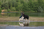 playing Australian Shepherd