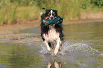 playing Australian Shepherd