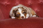 Australian Shepherd puppy