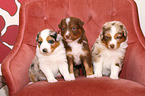 Australian Shepherd puppies