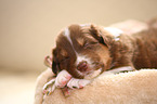 Australian Shepherd puppy