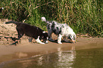 Australian Shepherd puppies