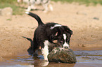 Australian Shepherd puppy