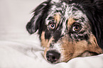 Australian Shepherd Portrait