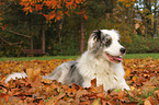 lying Australian Shepherd