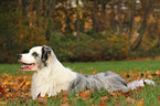 lying Australian Shepherd