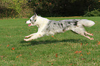 running Australian Shepherd