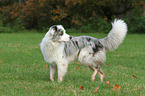 standing Australian Shepherd