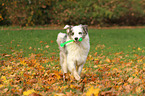 playing Australian Shepherd