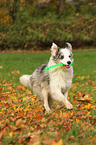 playing Australian Shepherd