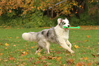 playing Australian Shepherd