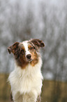 Australian Shepherd Portrait