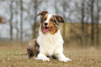 lying Australian Shepherd