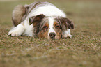 lying Australian Shepherd