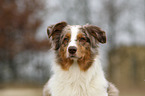 Australian Shepherd Portrait