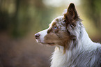 Australian Shepherd Portrait