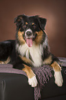 lying Australian Shepherd