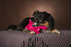 Australian Shepherd with toy